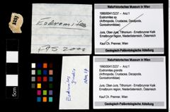 Foto (Objekt + Etikett) von Eodromites grandis  (NHMW-GEO-1990-0041-3237)